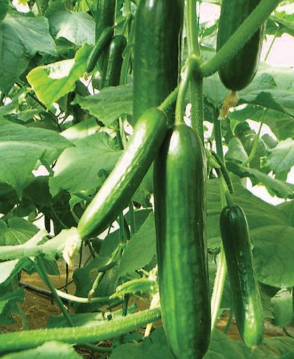 Muncher Cucumber seed Cucumis sativus 